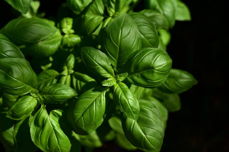 Magic Herb Garden